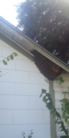 Bees under eave of Dallas house Bees under eave of Dallas house