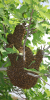 Bee Swarm Bees hanging on a tree Bee Swarm - Bees hanging on a tree