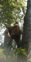 Live Bee Removal Live Bee Removal