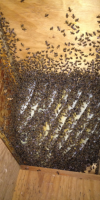 Bee Hive Houston Bee Hive Houston