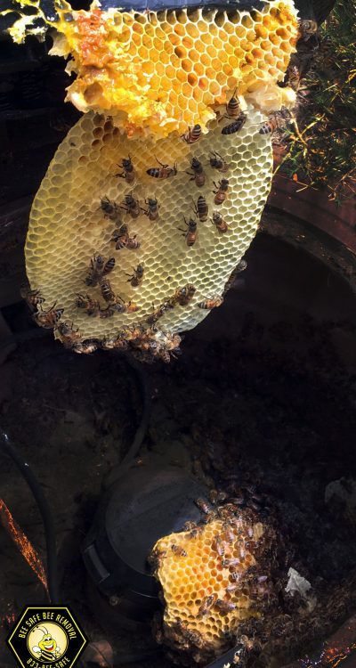Bees on a hive Bees on a hive