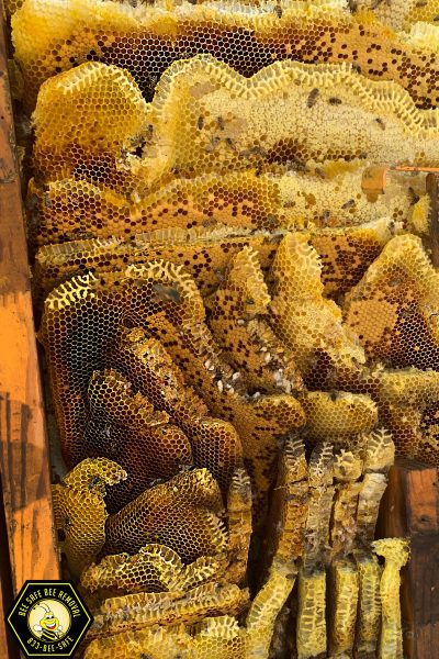 How bees nest How bees nest