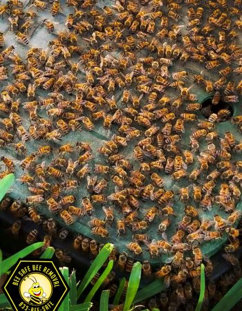Bee removal from the backyard Bee removal from the backyard