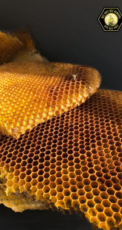 Bee honey comb Bee honey comb
