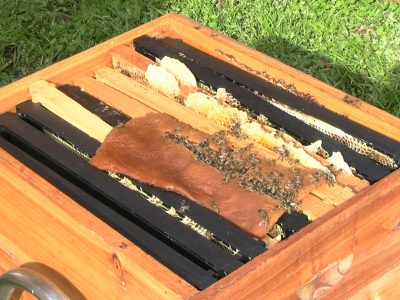 Bees in their box Bees in their box