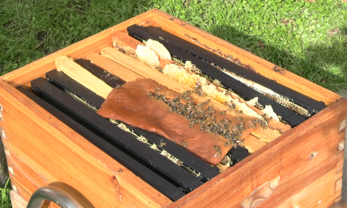 Bees in their box Bees in their box