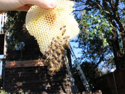Beekeeper holding bees Beekeeper holding bees