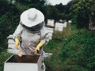 Professional bee removal Professional bee removal