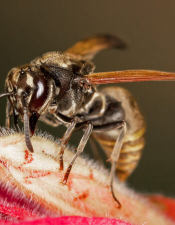 Mexican Wasp Mexican Wasp