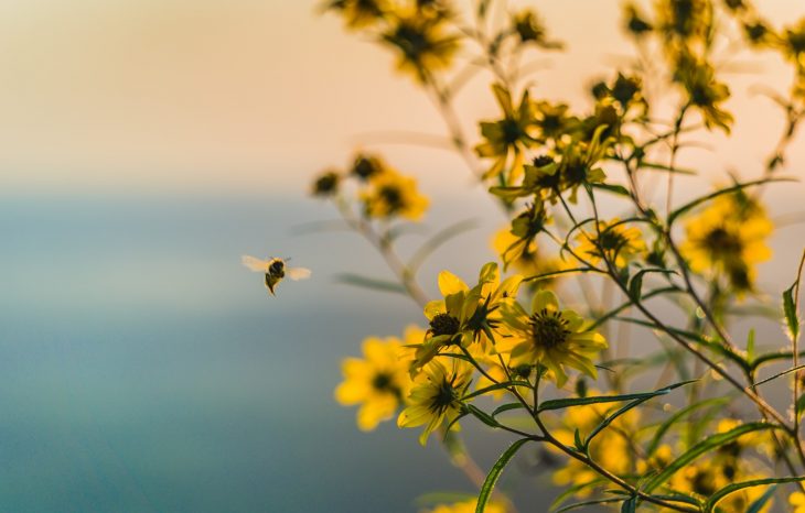 Winter: A Honeybee Story