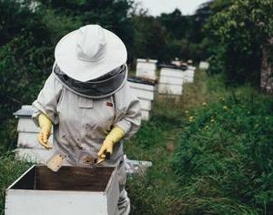 Bee removal expert Bee removal expert