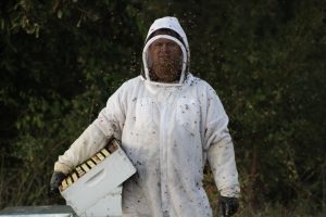 beekeeper expert